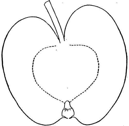 Apple Variety: Charlamoff