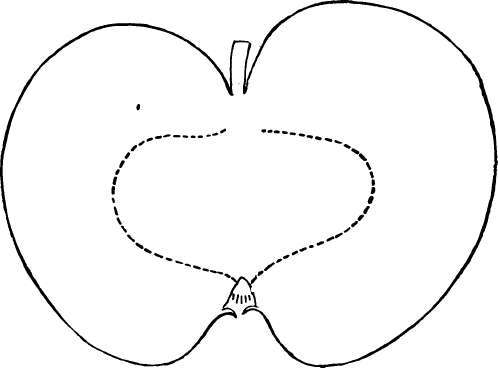 Apple Variety: Cross
