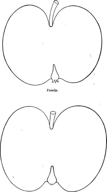 Apple Variety: Fanny