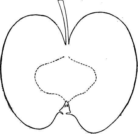 Apple Variety: Jonathan