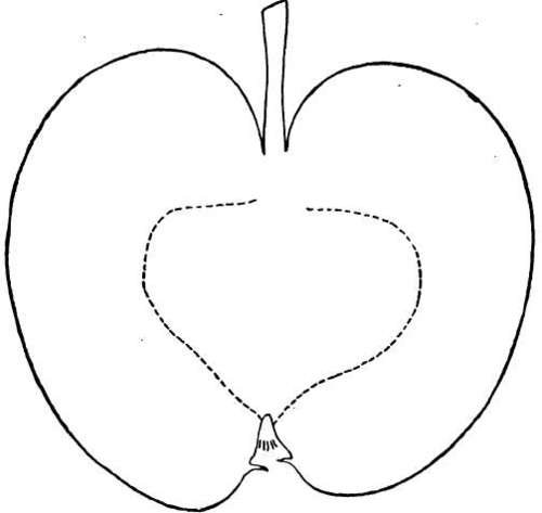 Apple Variety: Judson