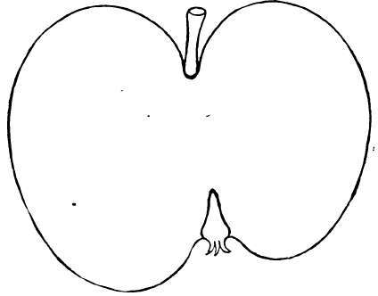 Apple Variety: Julian