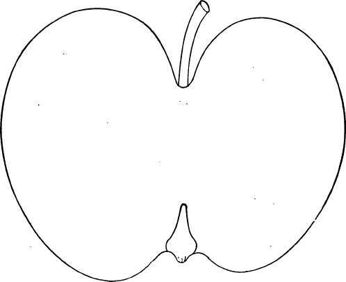 Apple Variety: Kinnard
