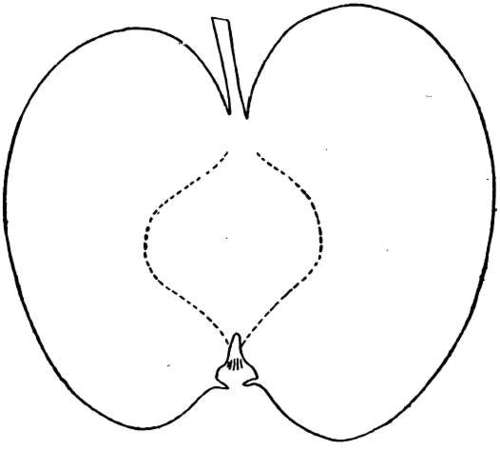 Apple Variety: Lowland Raspberry
