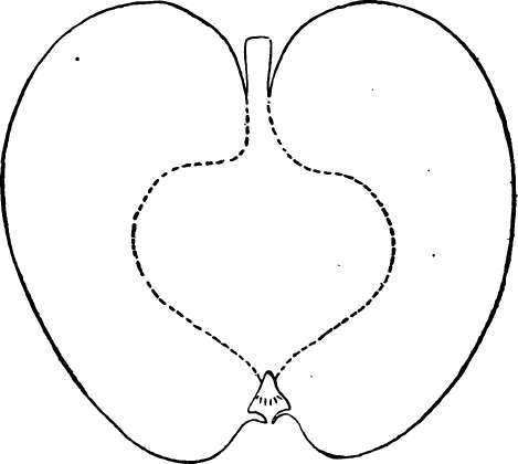 Apple Variety: Malinda