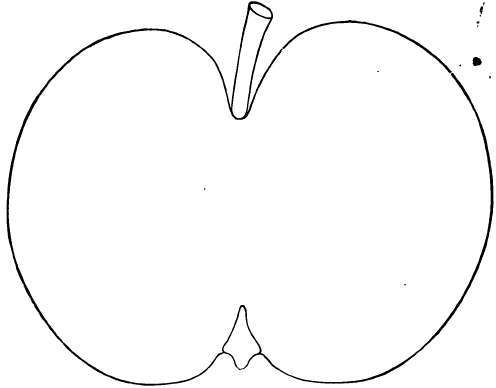 Apple Variety: Ralls Genet