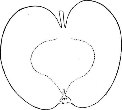 Apple Variety: Rhode Island Greening