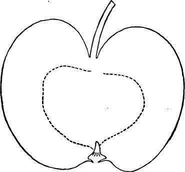 Apple Variety: Scott Winter