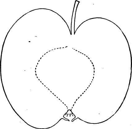 Apple Variety: Summer Pearmain