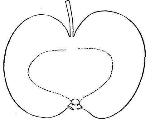 Apple Variety: Tolman Sweet