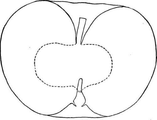 Apple Variety: Twenty Ounce