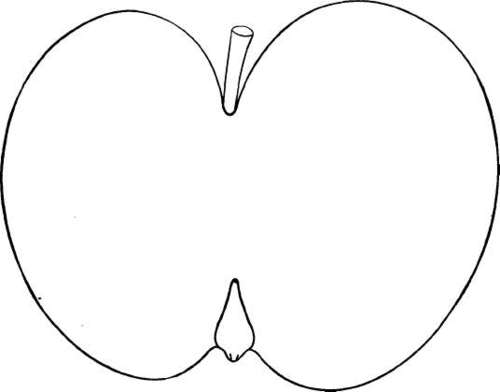 Apple Variety: White Pippin