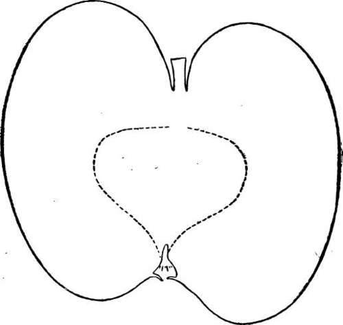 Apple Variety: York Imperial.