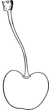 Bigarreau And Heart Cherry Varieties K M 229