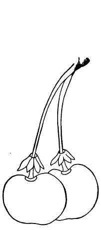 Cherry: Early Richmond