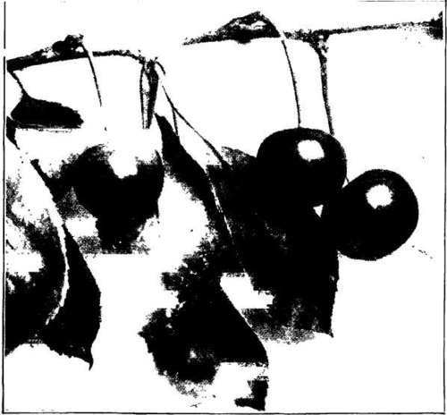 Cherry: Sklanka