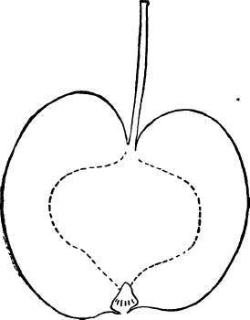 Crab Apple Variety: Hyslop Crab