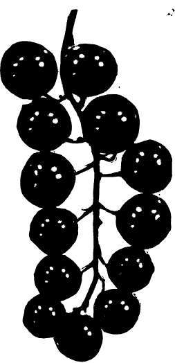 Currants: Cherry