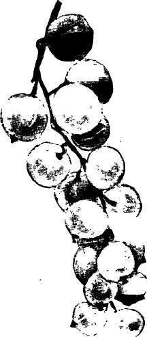 Currants: Victoria