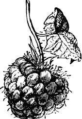 European Red Raspberry Varieties Rubus Idoeus 311