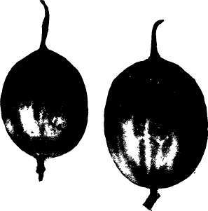 Gooseberry White Eagle.