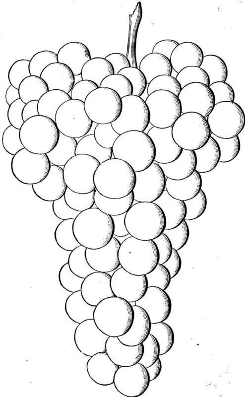 Grape: Iona