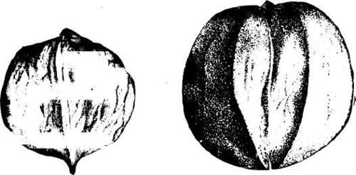 Hickory Nut Jackson
