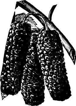 Mulberry: New American