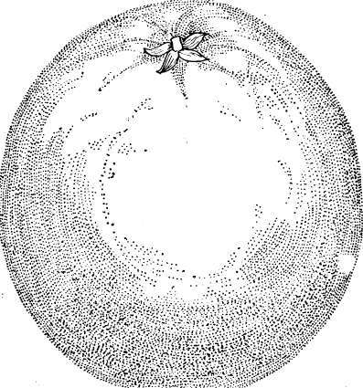 Paper Rind Orange