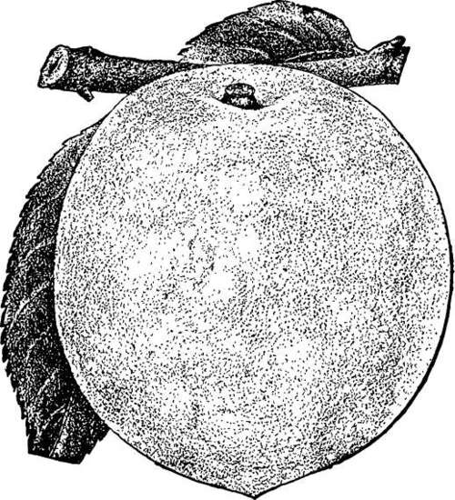 Peach: Bokhara