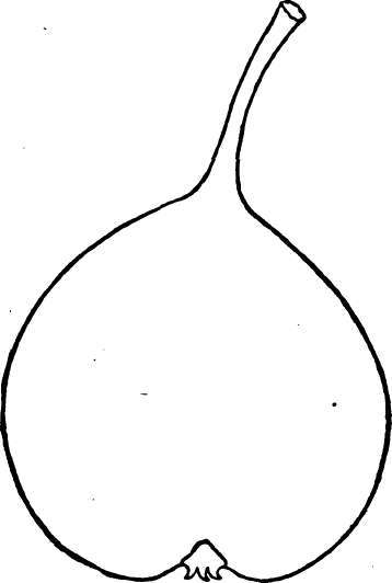 Pear: Bloodgood