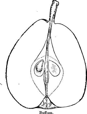 Pear: Buffum