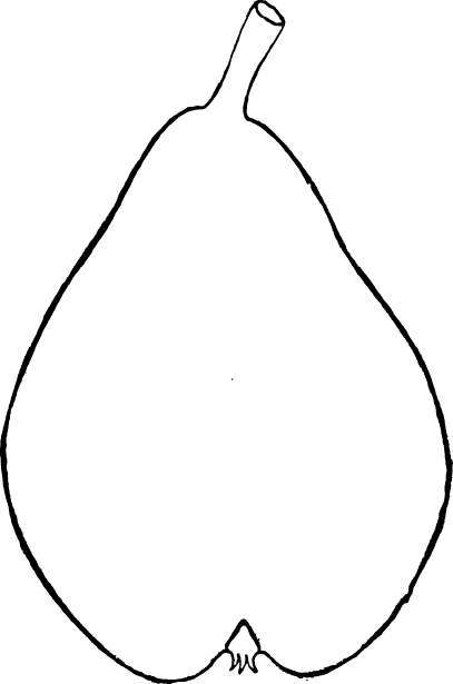 Pear: Clapp Favorite