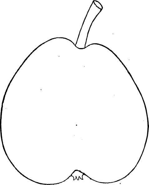 Pear: Easter Beurre