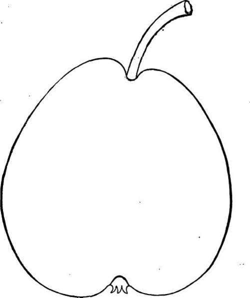 Pear: Flemish Beauty