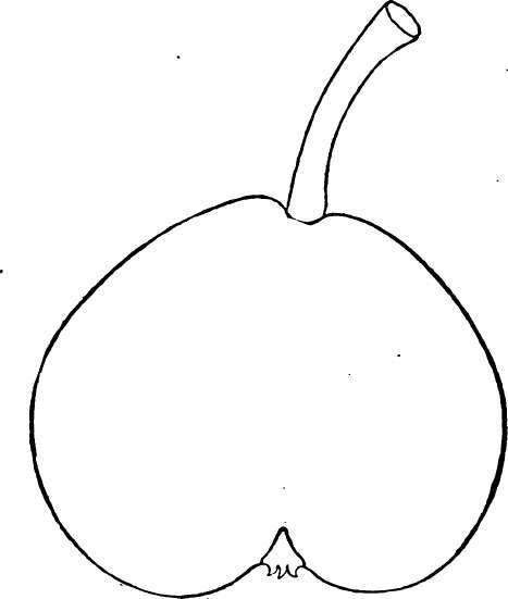 Pear: Josephine d'Malines
