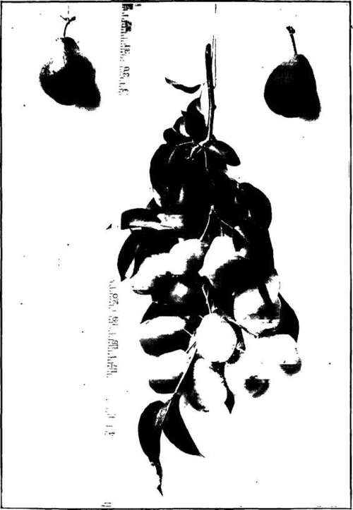 Pear: Mongolian Snow