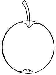 Pear: Oblate