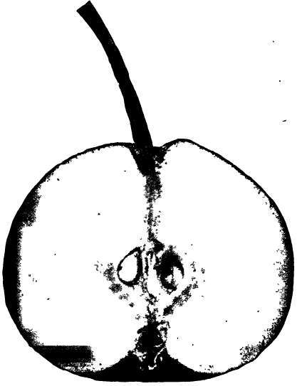 Pear: Sapieganka