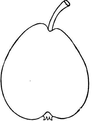 Pear: Seckel