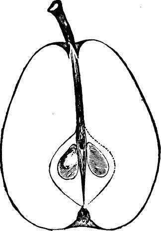 Pear: Washington