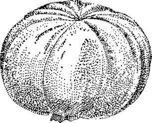 Persimmon: Among (Yemon)