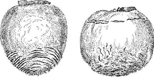 Persimmon: Hachiya