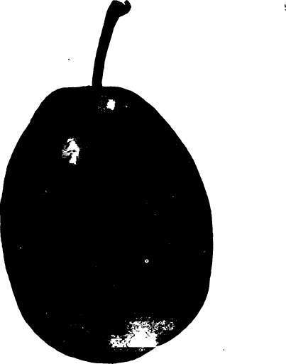 Plum: Grand Duke