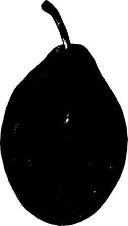 Plum: Italian Prune