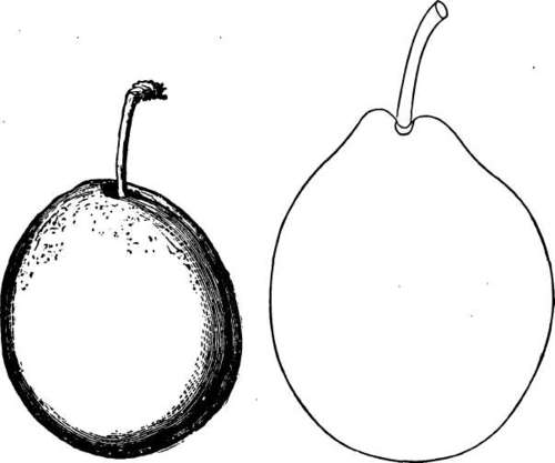 Plum: Peters