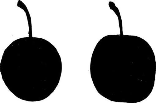 Plum: Pottawattamie