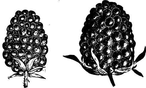 Raspberry: Kittatinny