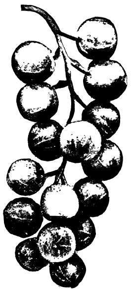 Red And White Currants Ribes Rubrum 323
