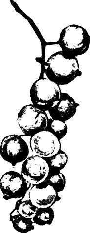 Red And White Currants Ribes Rubrum 327